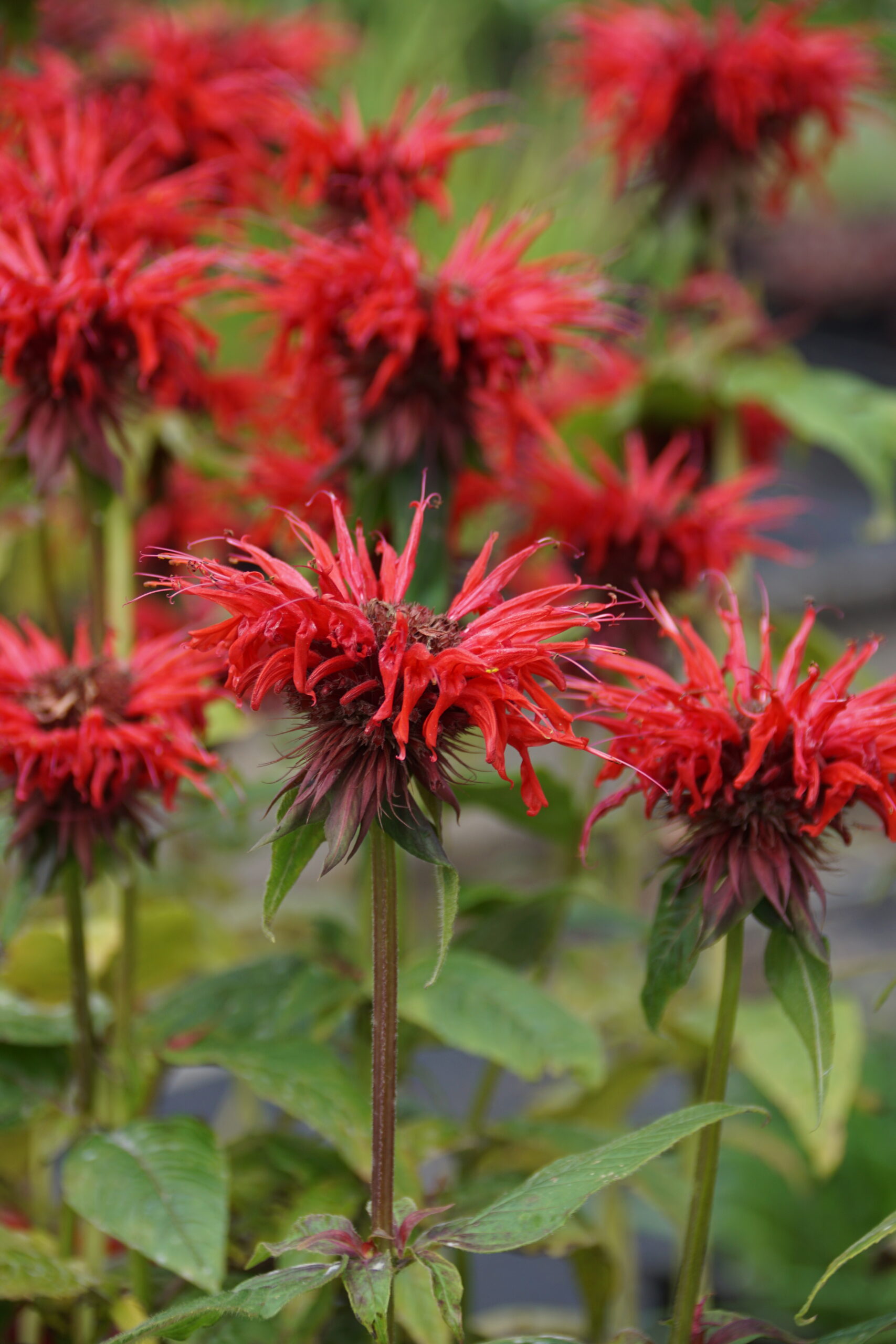 Monarda didyma 'Red Shades'