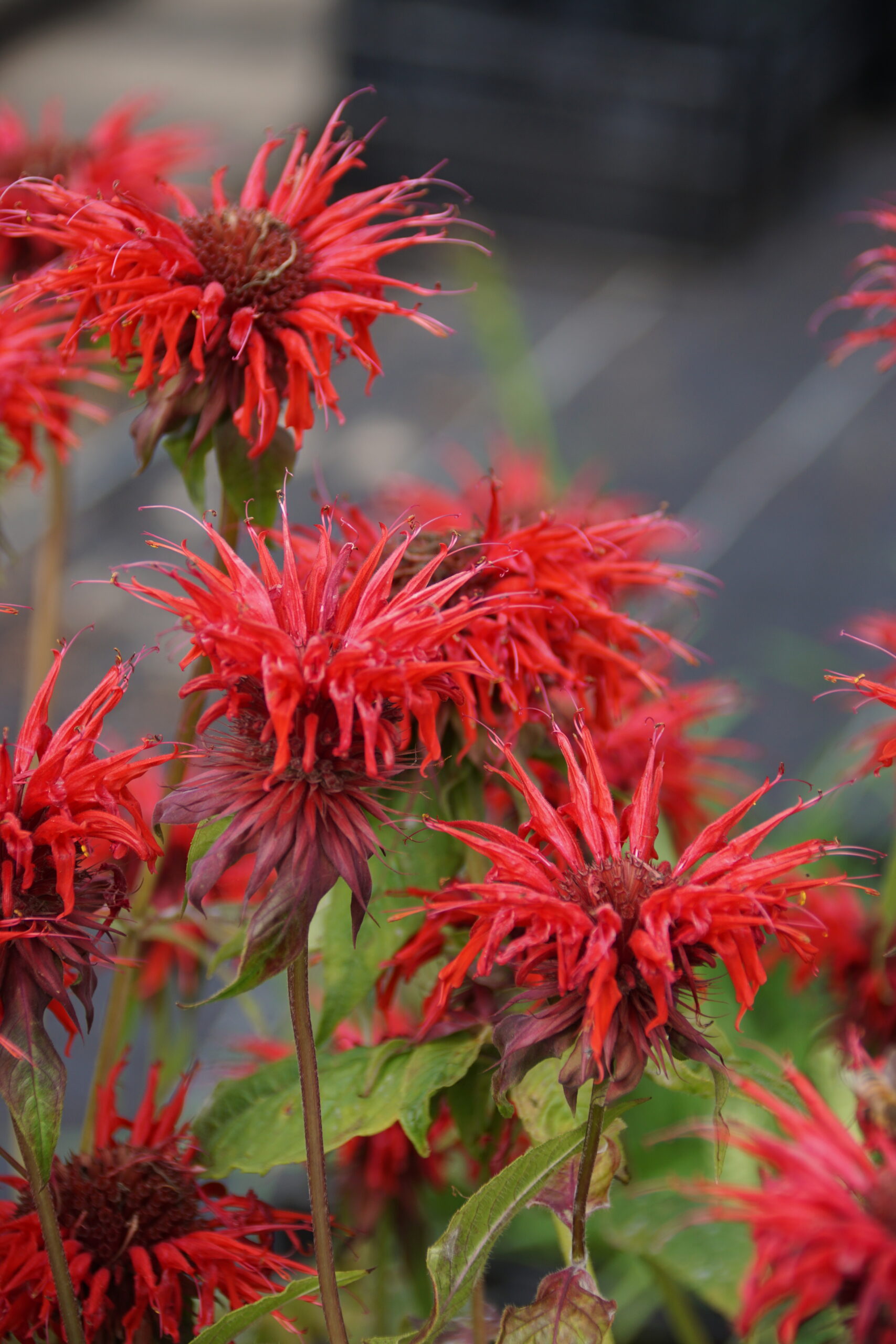 Monarda didyma 'Red Shades' – Bild 3