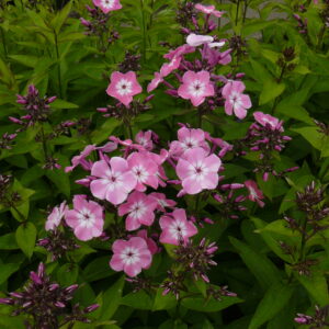 Phlox paniculata 'Flame Pink Eye' ®