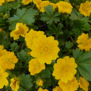 Potentilla crantzii