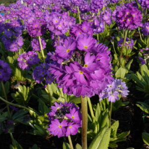 Primula denticulata 'Blaue Auslese'