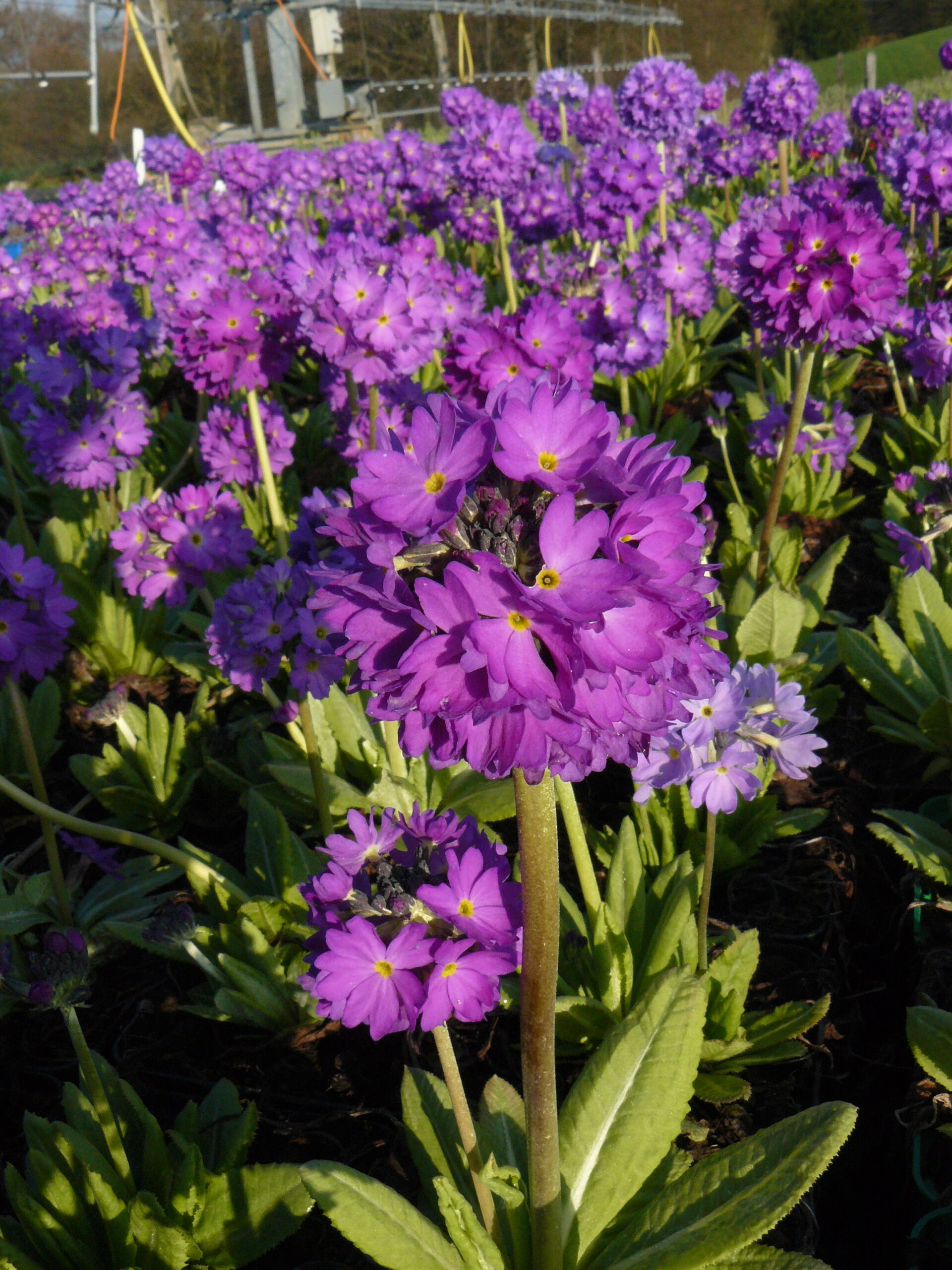 Primula denticulata 'Blaue Auslese'