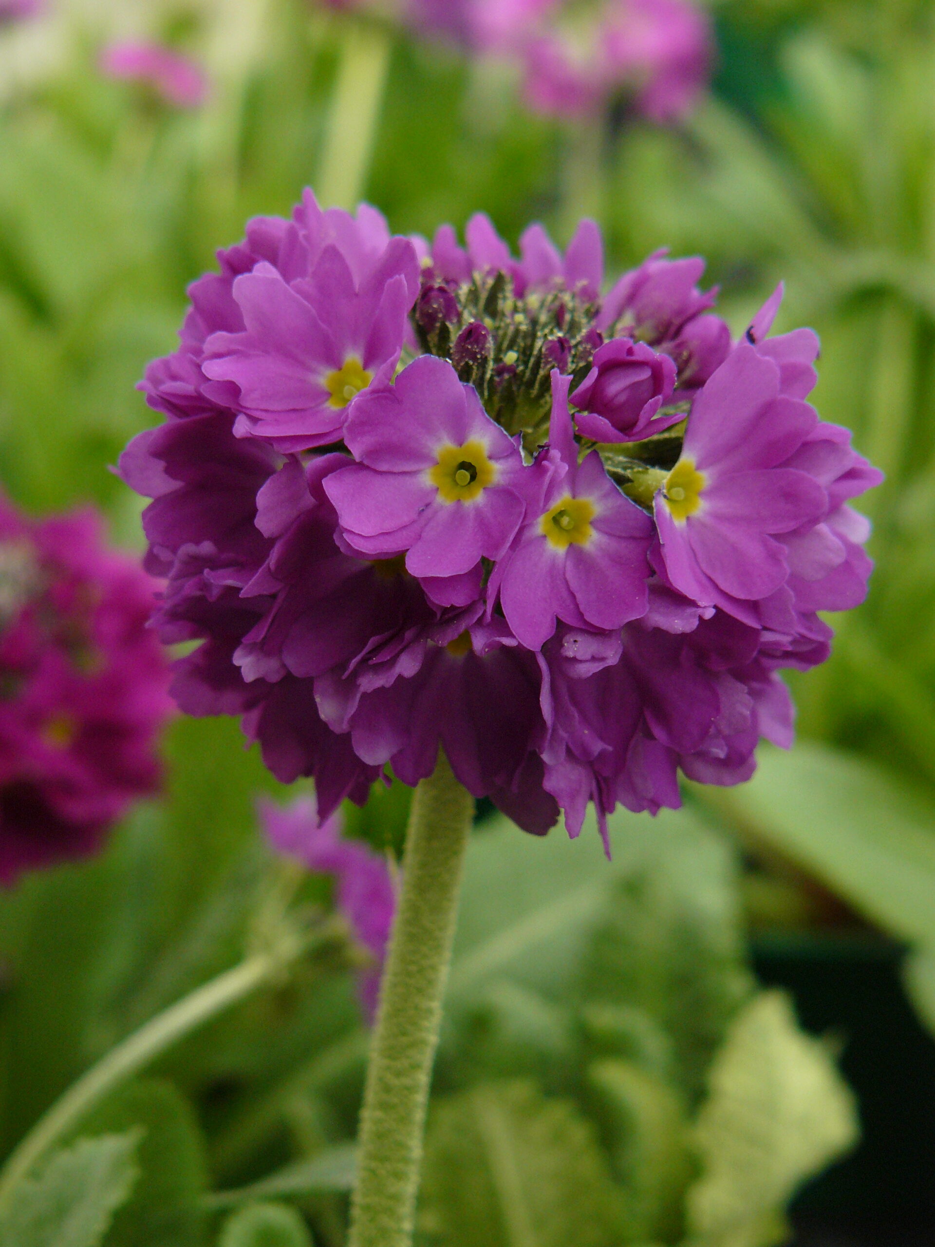 Primula denticulata 'Blaue Auslese' – Bild 2