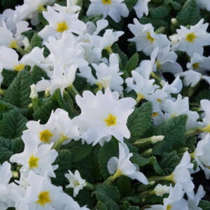 Primula x pruhoniciana 'Schneewittchen'