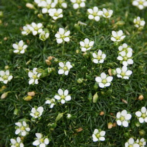 Sagina subulata 'Rucus'