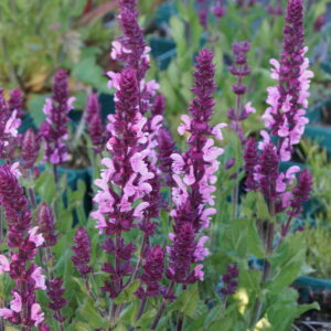 Salvia nemorosa 'Katsjing' ®