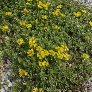 Sedum floriferum