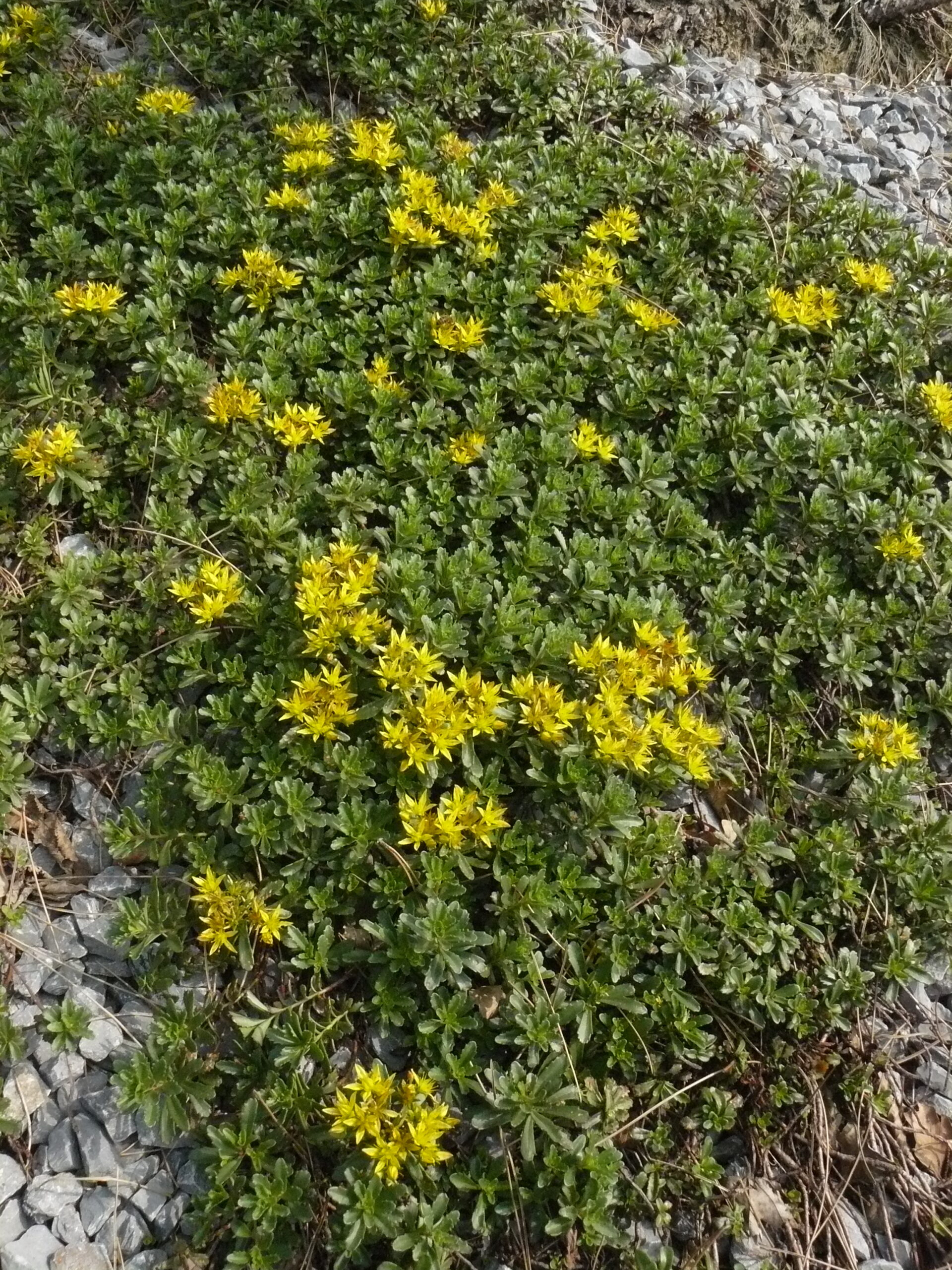 Sedum floriferum