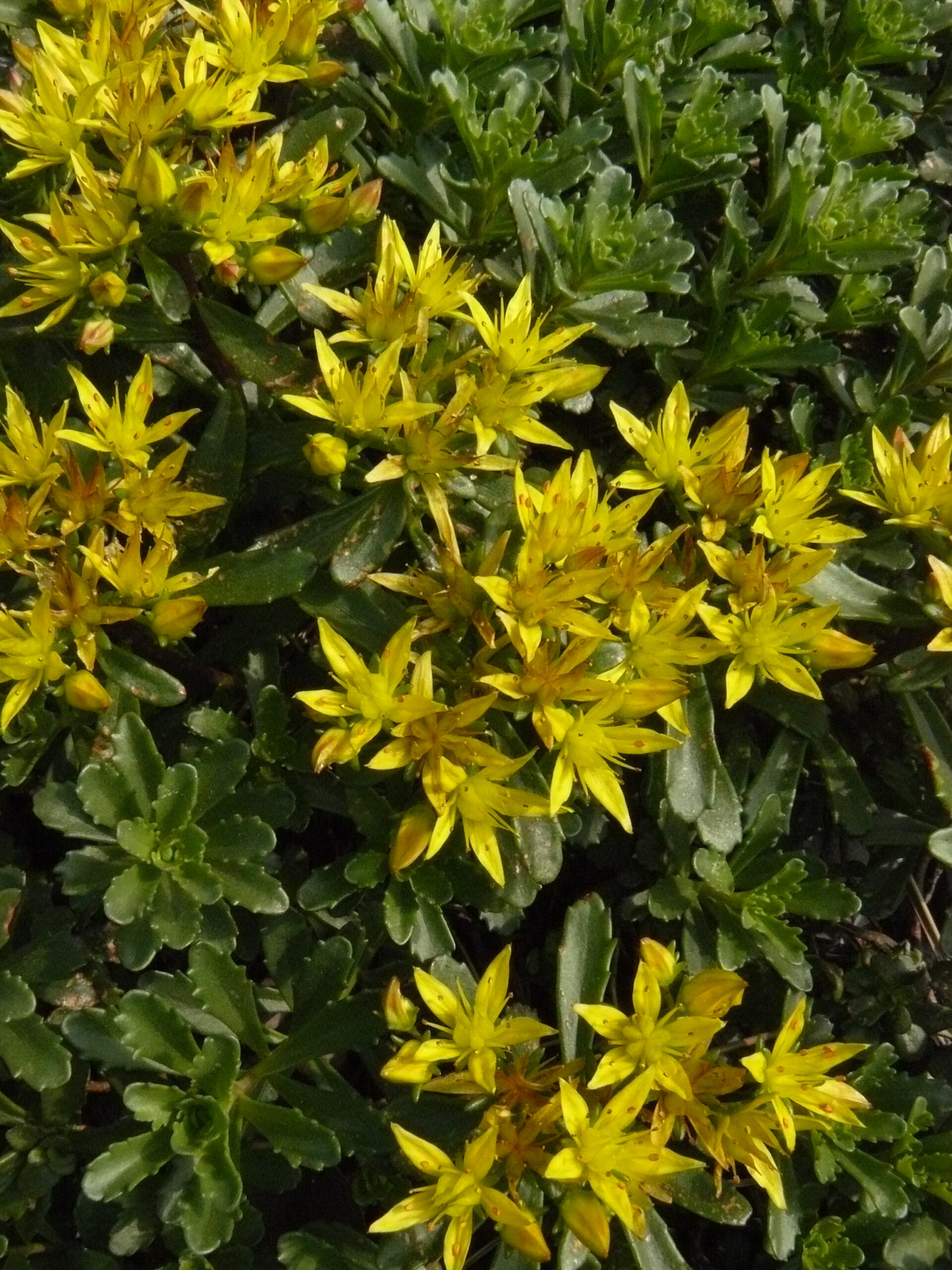 Sedum floriferum – Bild 2