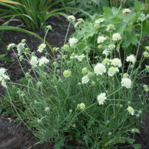 Scabiosa ochroleuca 'Moon Dance'
