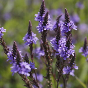 Verbena hastata 'Blue Spires'