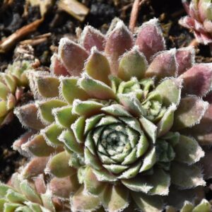 Sempervivum x cult. 'Rosa Mädchen'