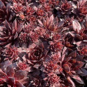 Sempervivum x cult. 'Dark Beauty'