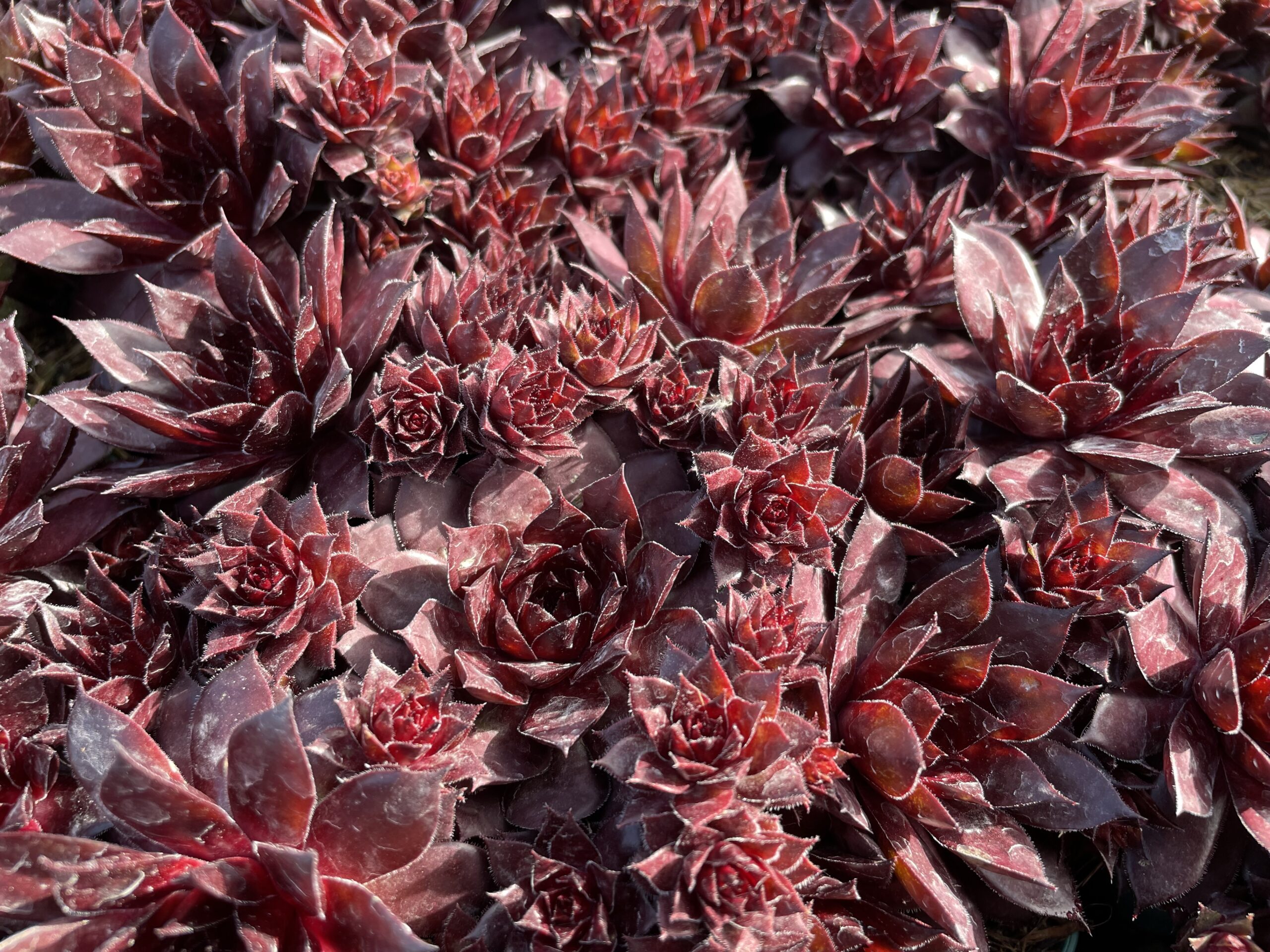 Sempervivum x cult. 'Dark Beauty'