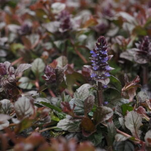 Ajuga reptans 'Braunherz'