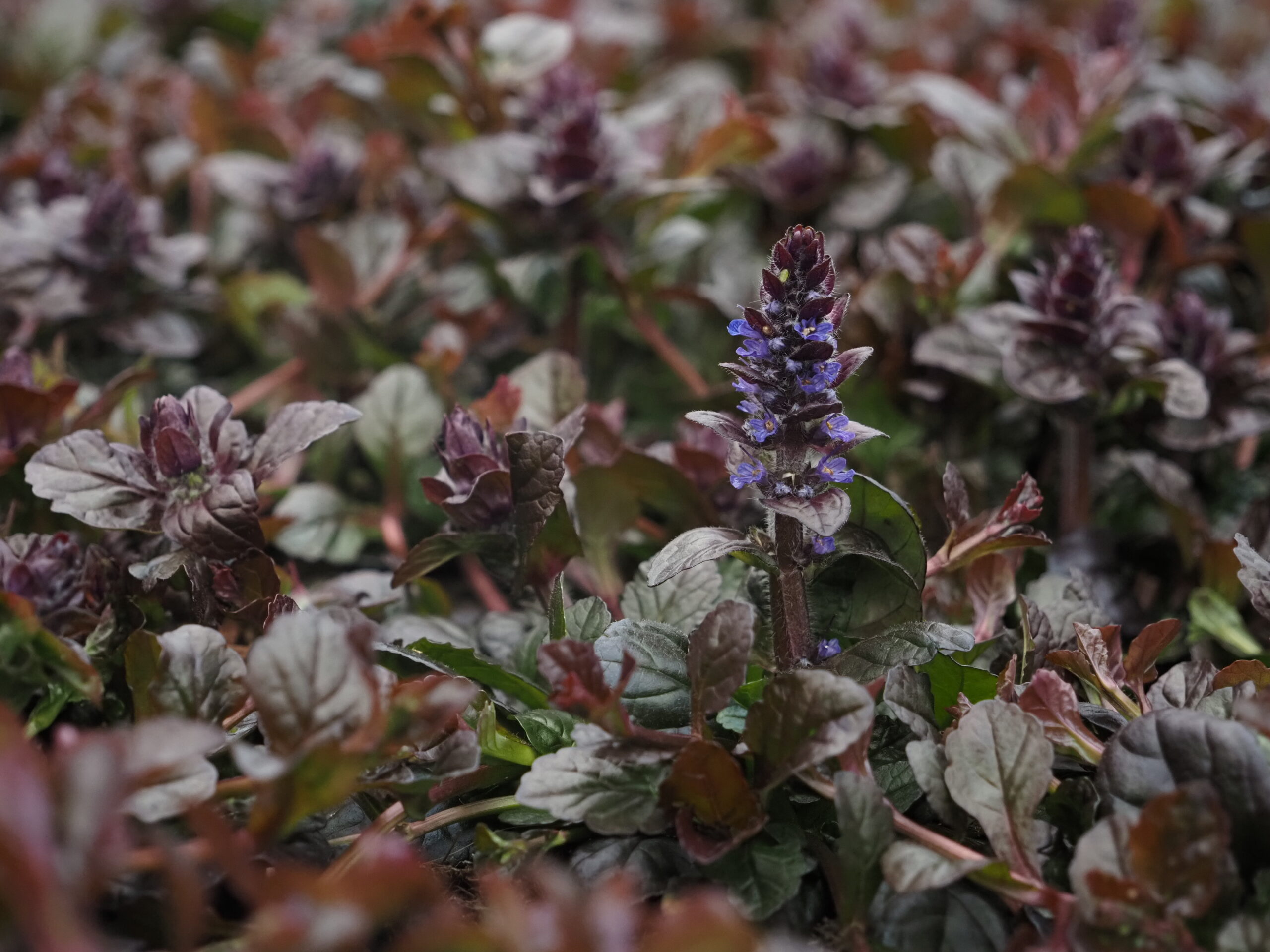 Ajuga reptans 'Braunherz'