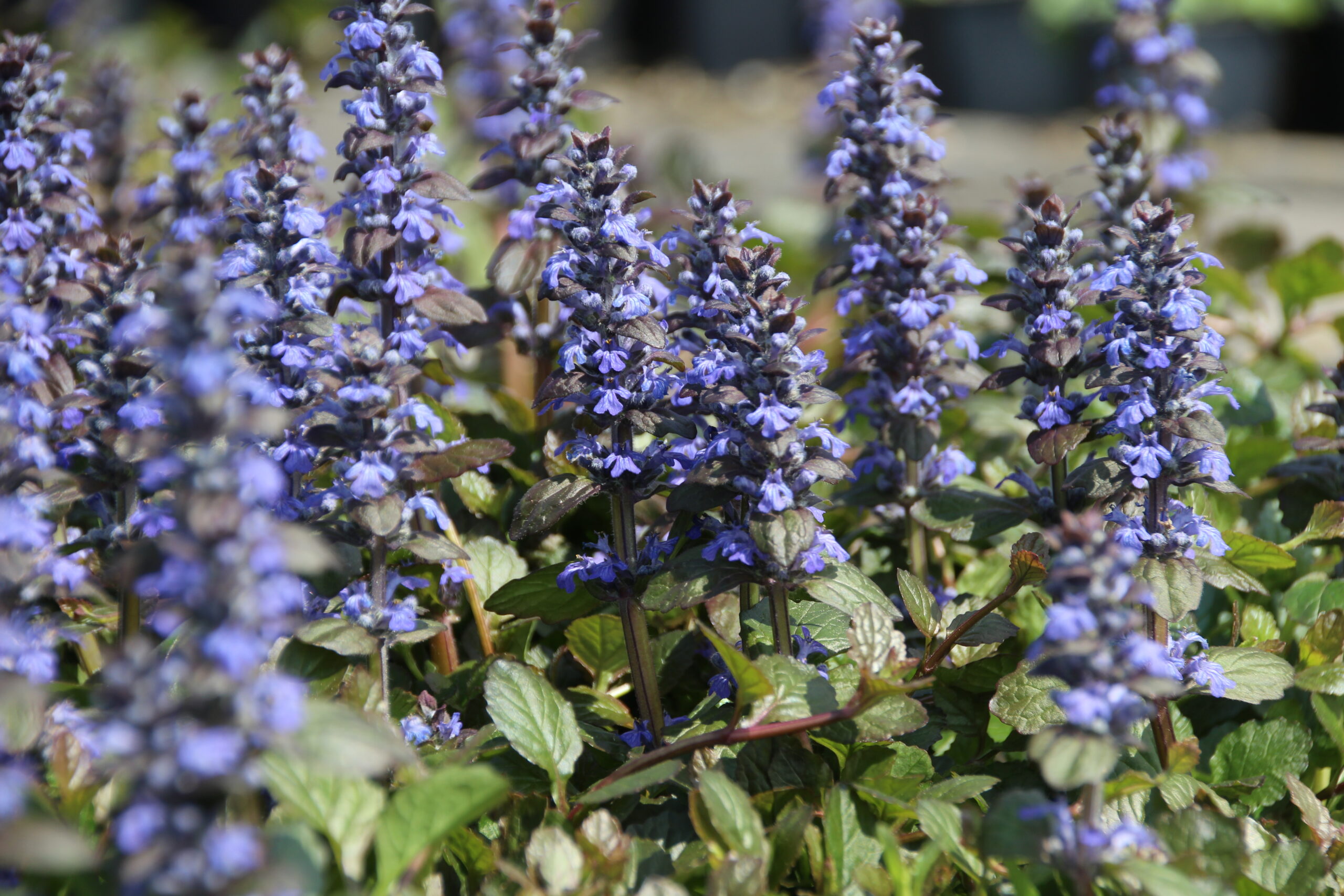 Ajuga reptans 'Braunherz' – Bild 2