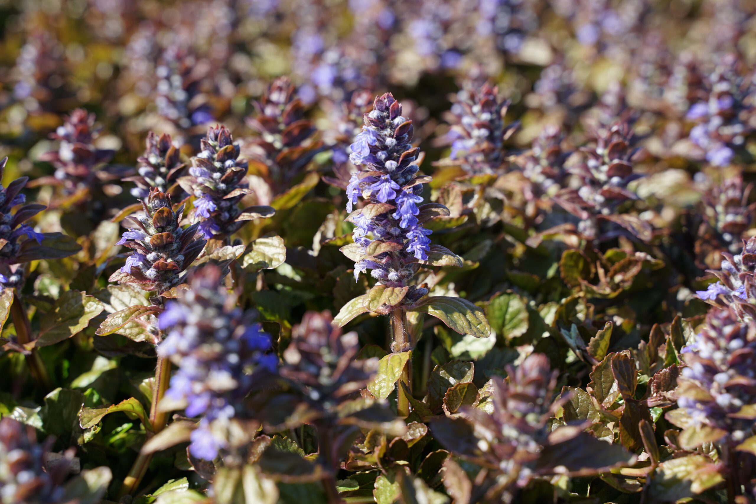 Ajuga reptans 'Braunherz' – Bild 3