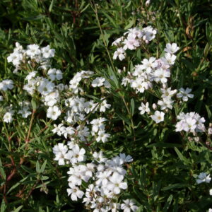 Gypsophila repens 'Filou White'