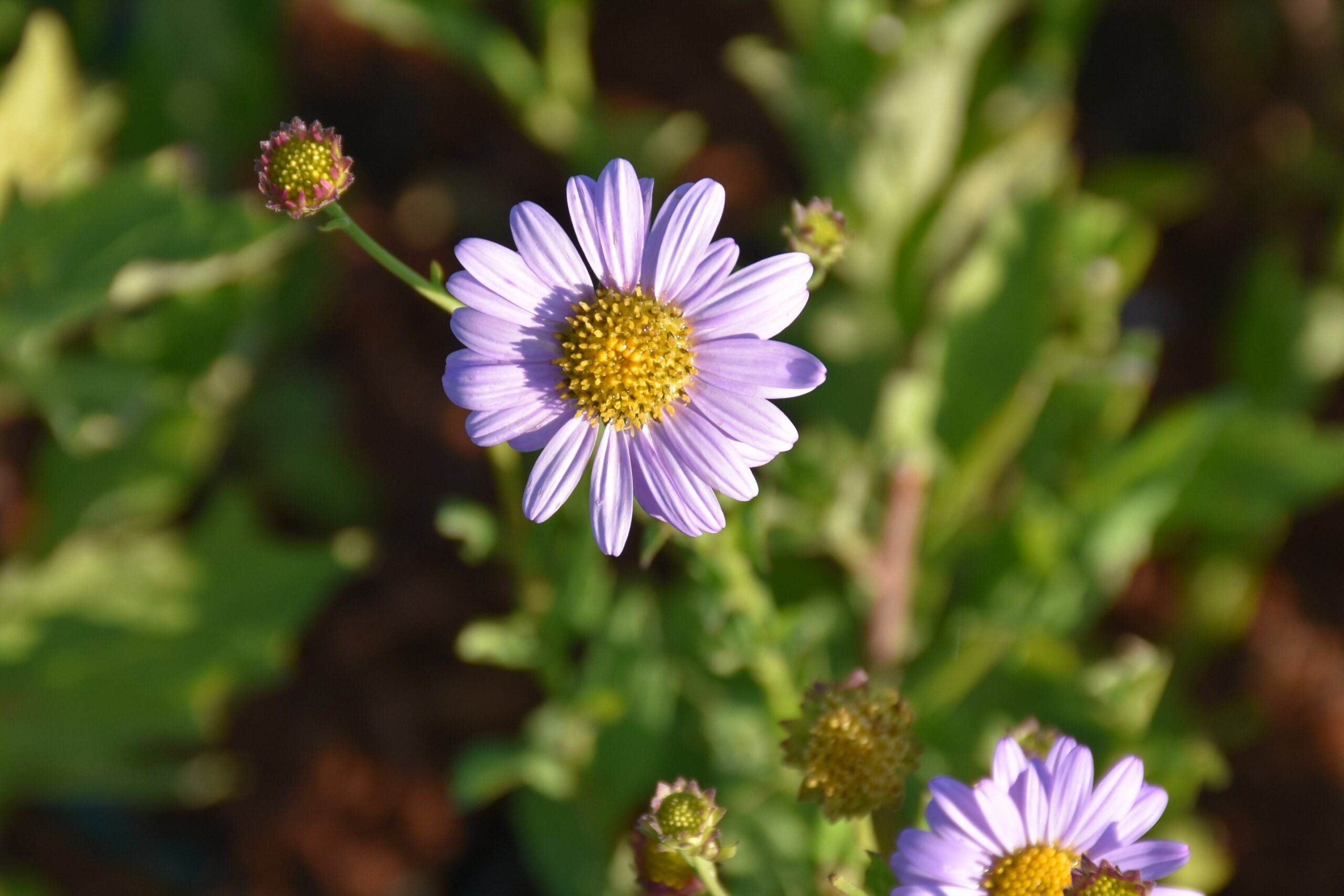Kalimeris mongolica 'Antonia' – Bild 2