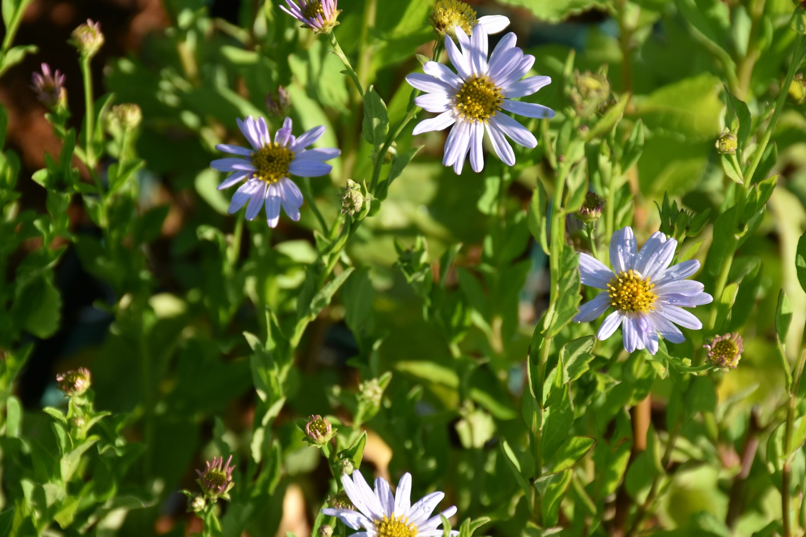 Kalimeris mongolica 'Antonia' – Bild 3